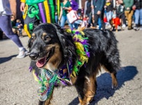 Dog at Pet Parade