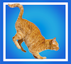 Orange tabby cat in mid-pounce over a blue background
