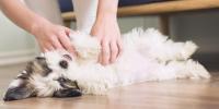El dueño del perro le hace cosquillas en el estómago mientras el perro está tumbado boca arriba
