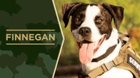 Service Dog Salute Finnegan