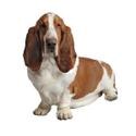 Basset hound