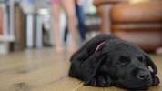 When Do Puppies Eyes open
