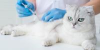 veterinarian giving an injection to a white cat