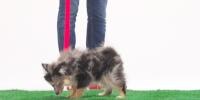 As part of their potty training, a pet owner walks their puppy who sniffs in the grass. The dog has a red leash. 