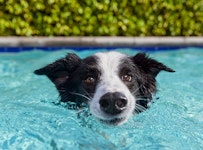 Black and white dog is swimming
