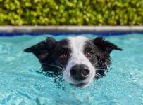 Black and white dog is swimming