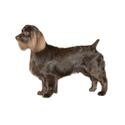 Boykin Spaniel