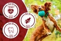 A dog jumping with a ball in its mouth