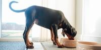 black dog eating from tan dog bowl