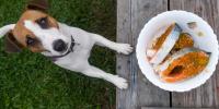 /articles/dog/feeding/can-dogs-eat/salmon