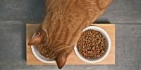 La alimentación de los gatos