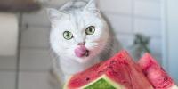 gato blanco mirando una sandía, lamiéndose los labios