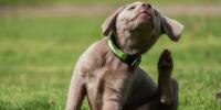 Alergias en perros