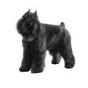 Bouvier des Flandres