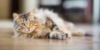 Cat laying on side indoors