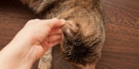 hand touching a cats ear