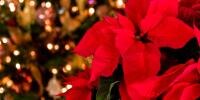 Poisonous houseplants for dogs