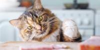 striped cat pawing for ham on counter