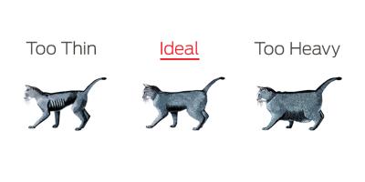 Cat body condition chart
