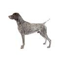 German Shorthaired Pointer
