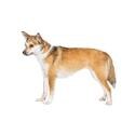 Norwegian Lundehund
