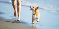 perro y dueño corriendo en la playa