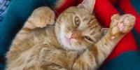 yellow striped polydactly cat laying on back