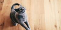 ¿Mi gato es quisquilloso con el alimento?