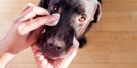 Wiping dog’s eyes with gauze