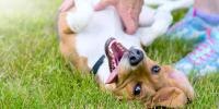 person playing with yellow dog on back in grass