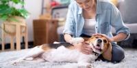 mujer sentada en la alfombra acariciando el costado de un beagle
