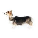 Pembroke Welsh Corgi