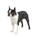 Boston terrier