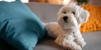 small breed dog food