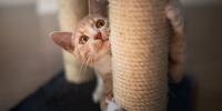 Red cat