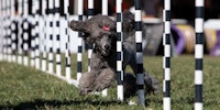 A dog running through poles
