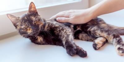 Cat is lying down