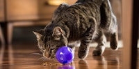 cat playing with treat toy