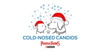 Cold-Nosed Candids