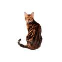 Bengal