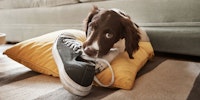 Dog is chewing shoes