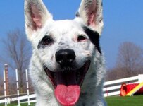 closeup of happy black and white dog 