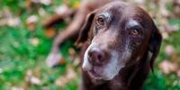 perro mayor acostado en el césped