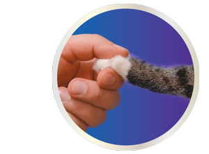 person holding cats paw