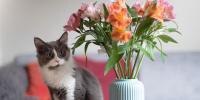 black and white cat sitting on table next to vase of lilies