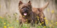 un cairn terrier en un campo de margaritas amarillas