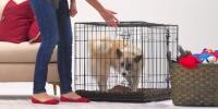 Fluffy dog gets comfortable inside their crate.