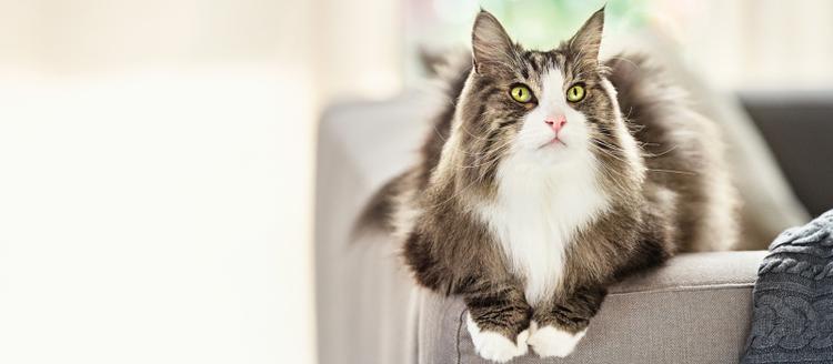 A cat lying on a couch