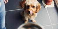 guía para cambiar la comida para perros