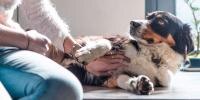 Dog lays on its side while woman rubs its chest